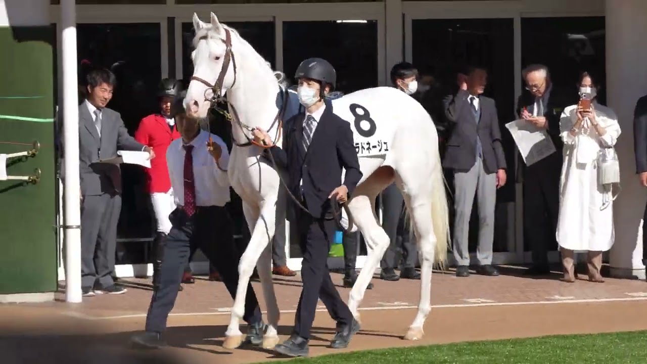 白毛馬エクラドネージュ デビュー戦！パドック映像