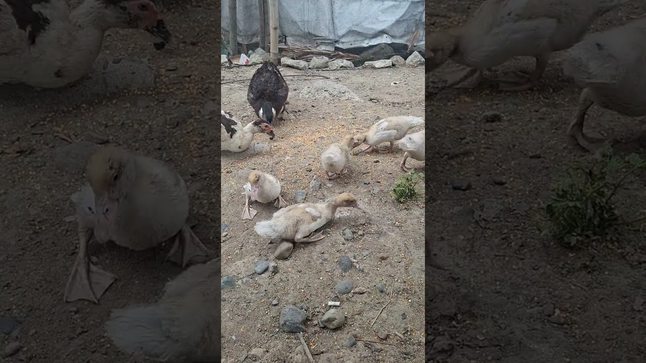 mga alaga kong hayop salamat po ng marami #livestock