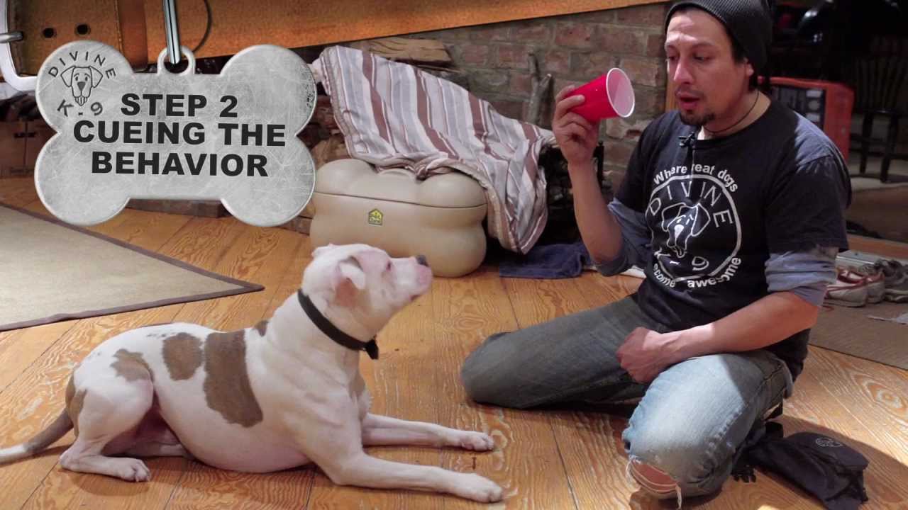 Dog Training: 