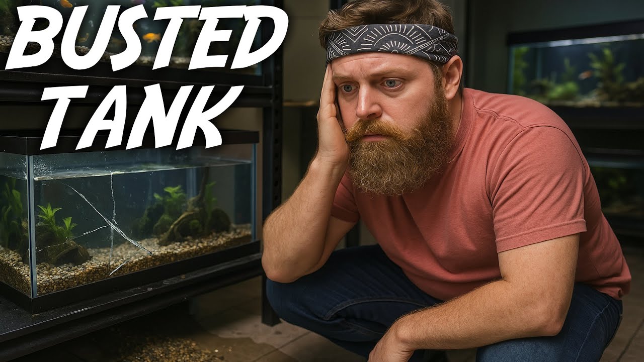 My Fish Tank Busted! + My Angelfish Layed Eggs!