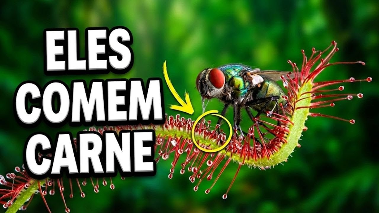 POR QUE ELAS SÃO CARNÍVORAS?