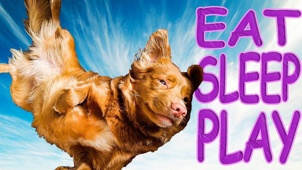 Day in the Life 12-month old Nova Scotia DUCK TOLLER | Growing Up Qweens