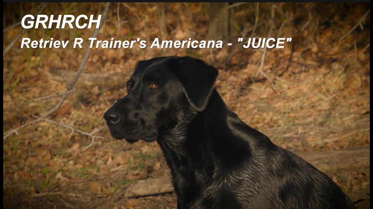 GRHRCH Retriev R Trainer's Americana - Juice