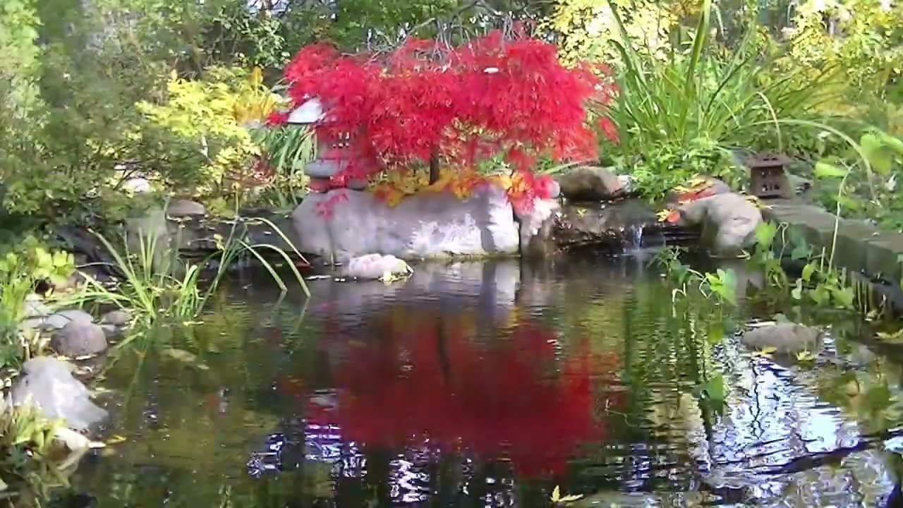 Fall Day at the Pond Time Lapse