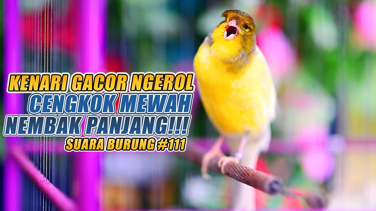 SUARA BURUNG |111| Kenari GACOR PANJANG INI Cocok untuk Masteran KENARI PAUD dan Kenari Macet BUNYI