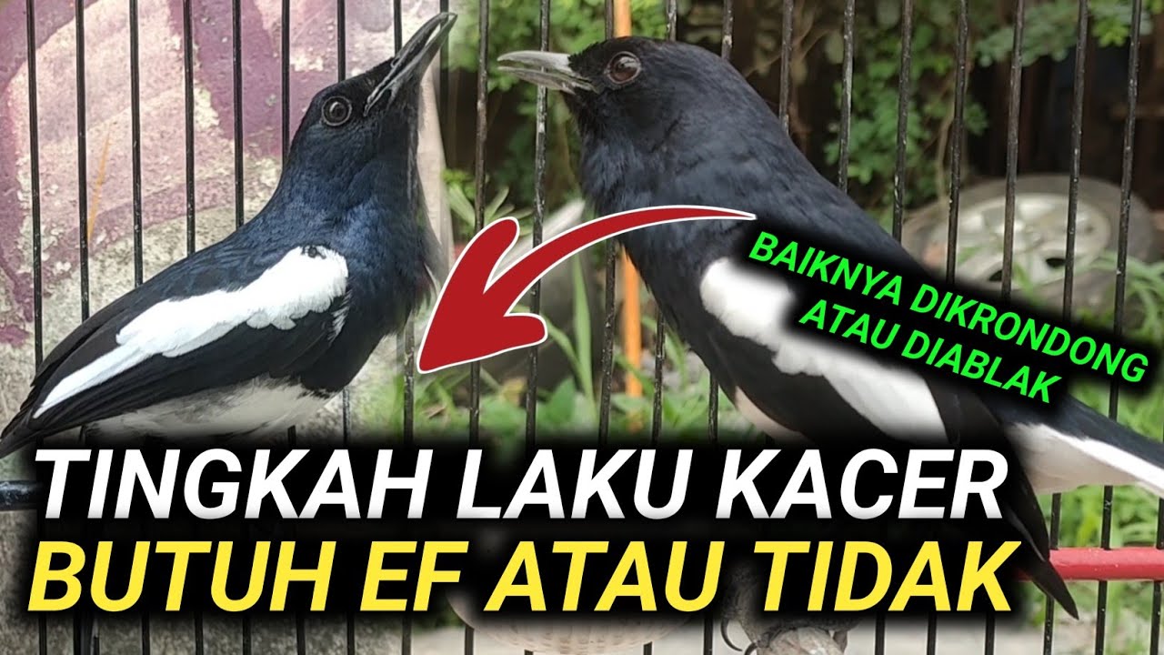 DIKASIH EF ATAU TIDAK ? DIKRODONG ATAU DIABLAK ? CARA MEMAHAMI KEBUTUHAN  KACER AGAR KACER KONSLET