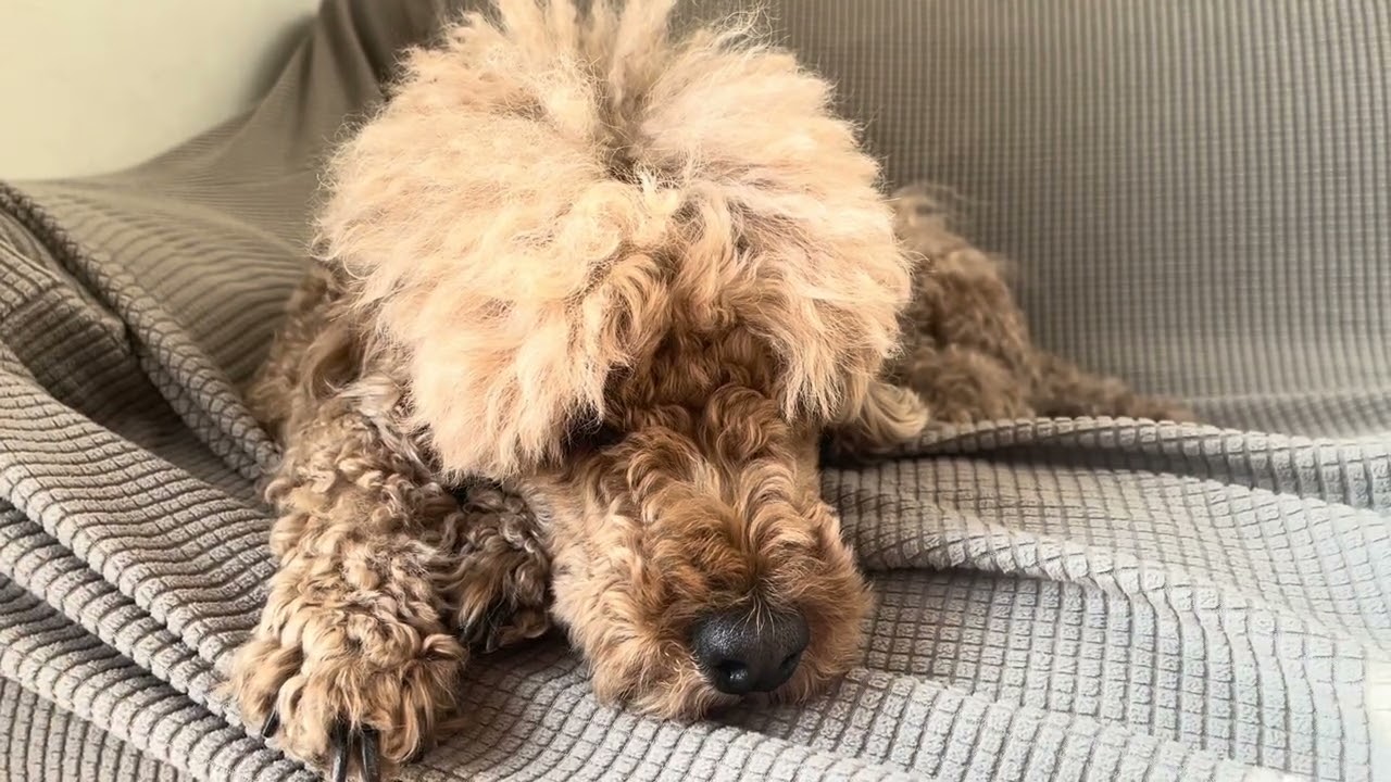 今日もゆっくり過ごそう。モフちゃん🐩