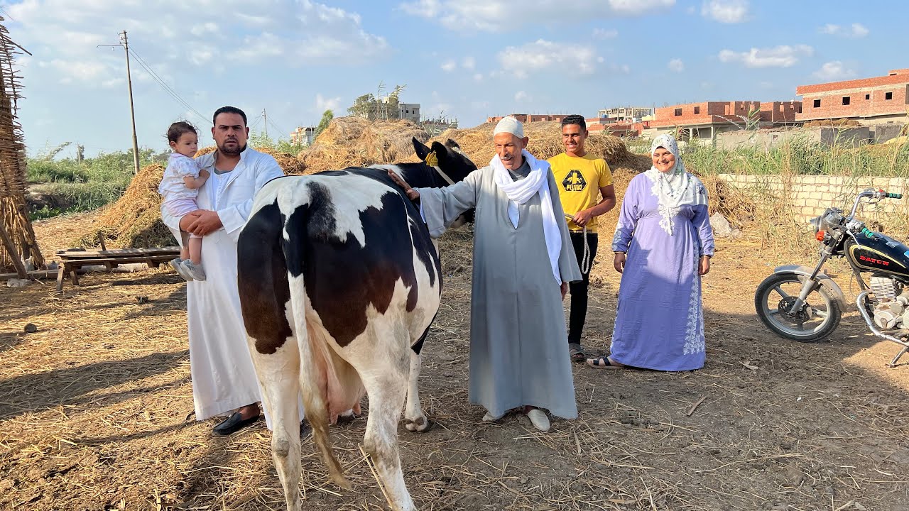 أحنا في كارنا مفيش مقارنه جوزي المعلم عمرو هيزلزل السوق ببقره عشار وزنها طن بتحلب ٣٠كيلو حليب ⁉️