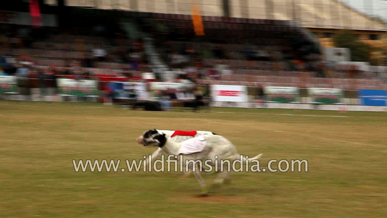Dog race at Kila Raipur sports festival
