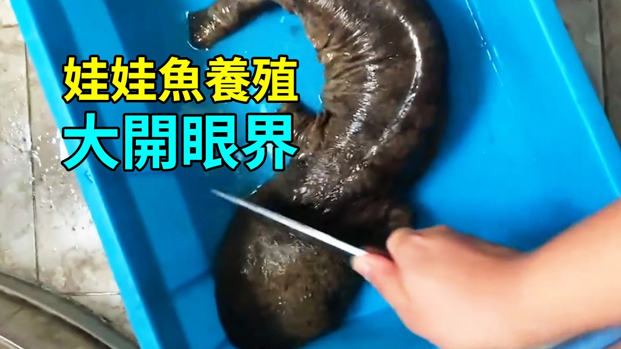 娃娃魚的秘密，養殖過程大開眼界