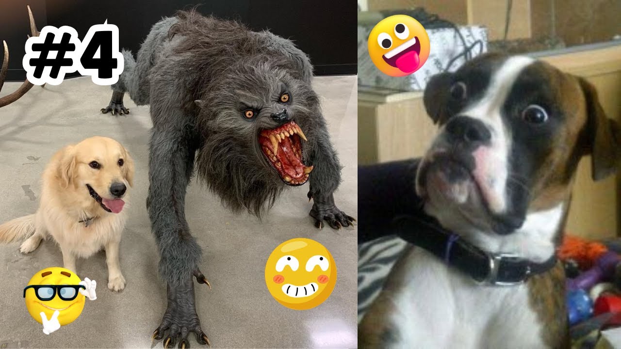 Wait Until You See What Happens Next! 🤣 Funniest Dog Moments 2026 #4