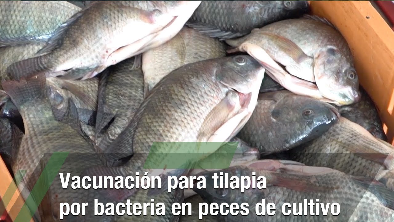 Vacunación para tilapia por bacteria en peces de cultivo - TvAgro por Juan Gonzalo Angel Restrepo