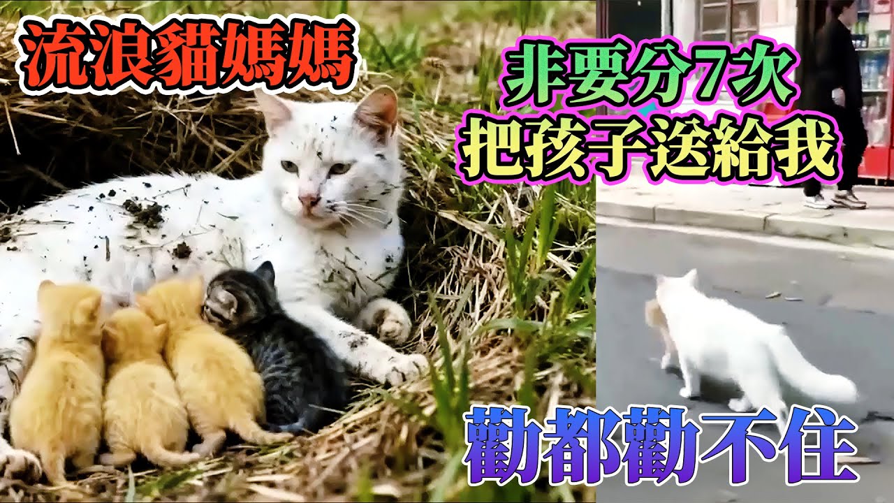 流浪貓媽媽非要分7次把孩子送給我，勸都勸不住... #動物的迷惑行為  #養動物的樂趣  #動物的心思都寫在臉上
