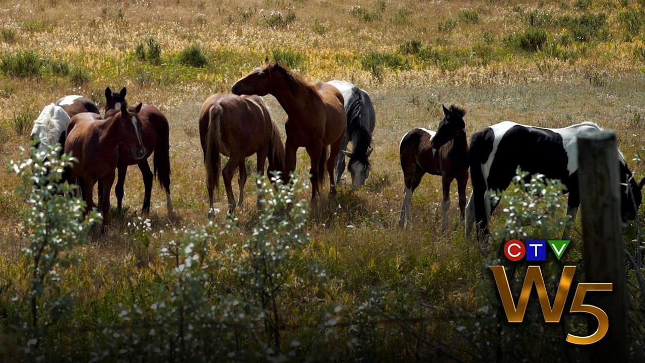 Alberta’s controversial plan to control and cull wild horses in the province | From the Archives