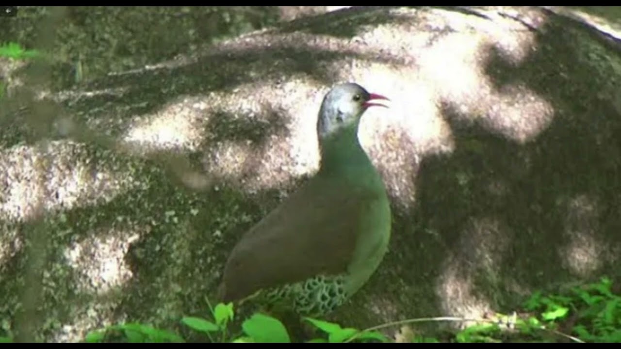 Lambu pé rocho fêmea, cantando no cio🤓