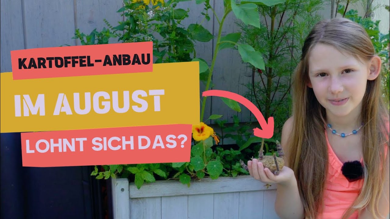 🥔 Kartoffelanbau im August. Lohnt sich das noch? Teil 1 #selbstversorgung #permakultur
