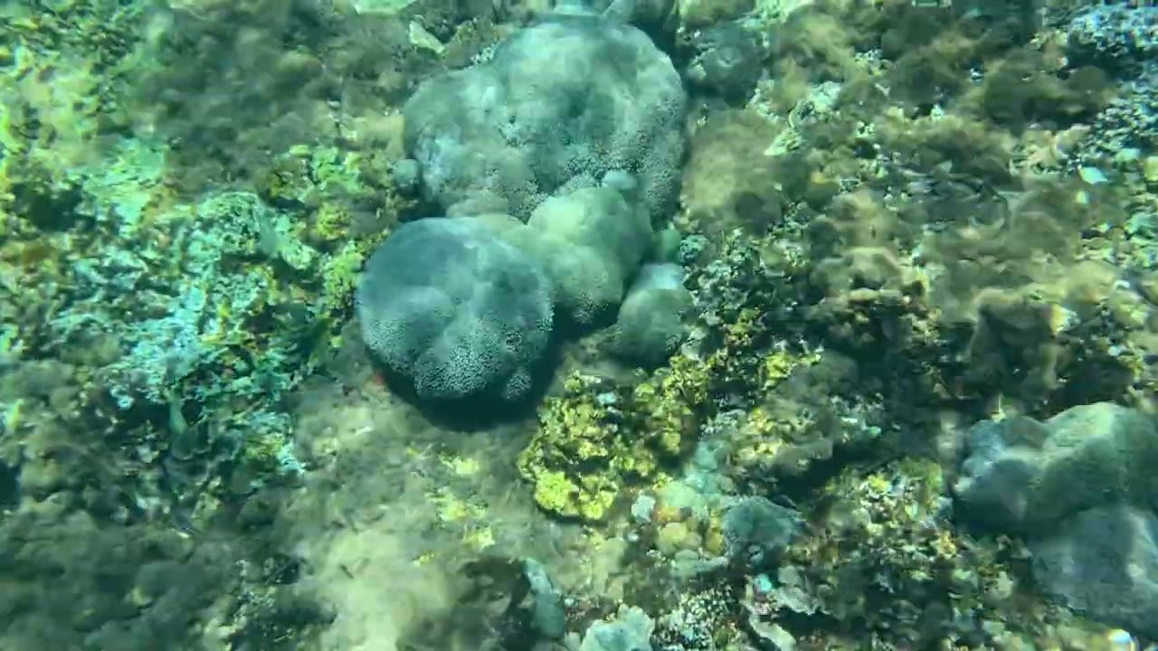  Nusa Pineda Island Snorkel 2