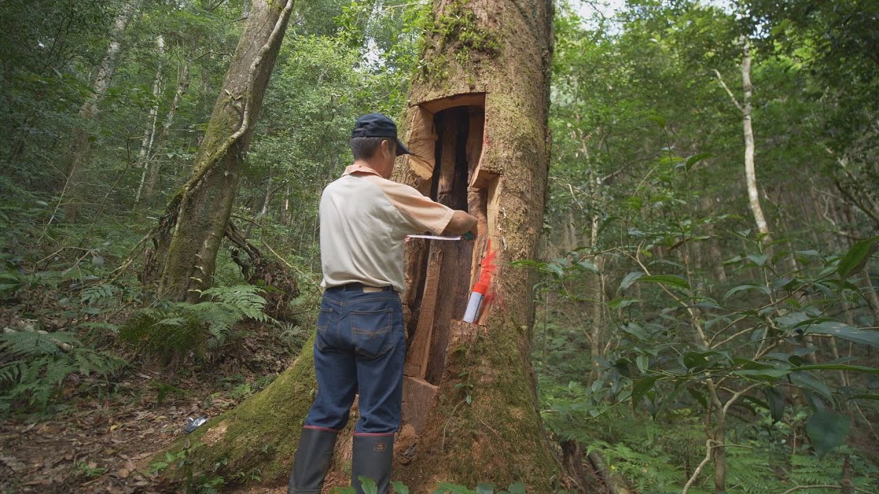 【山林保育】護山｜用生命守護山林的護管員們 (我們的島 第971集  2018-09-10)
