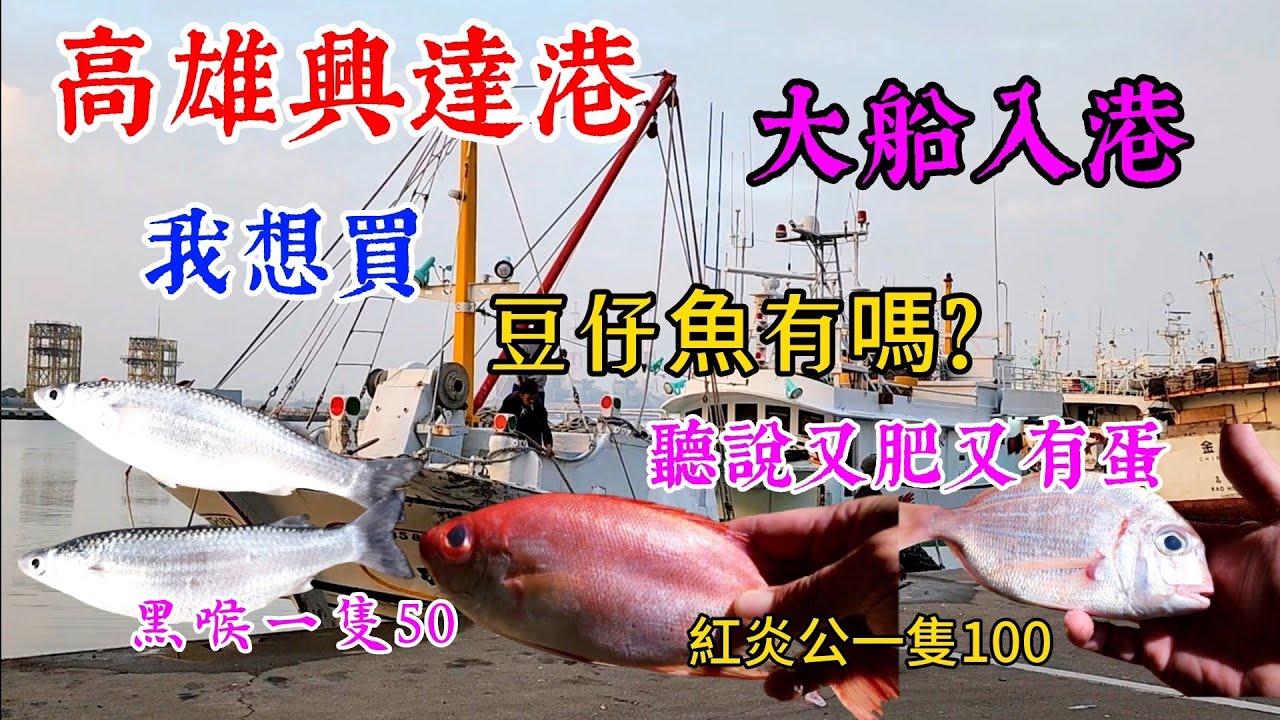 〔高雄興達港買魚〕天兔颱風過境後，大船入港……船長請問有抓到豆仔魚嗎？網友跟我說很好吃，我想買……／黑喉／紅炎公／肉魚／班節蝦／草蝦／白蝦／台語／