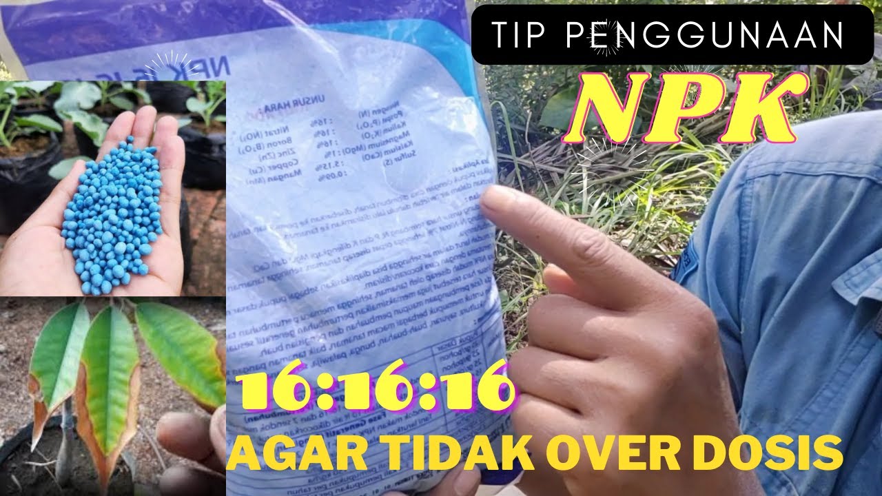 Sebelum Menggunakan NPK ini Yang Harus Di Perhatikan Dulu ? Agar Tanaman Tidak Gosong Daunnya