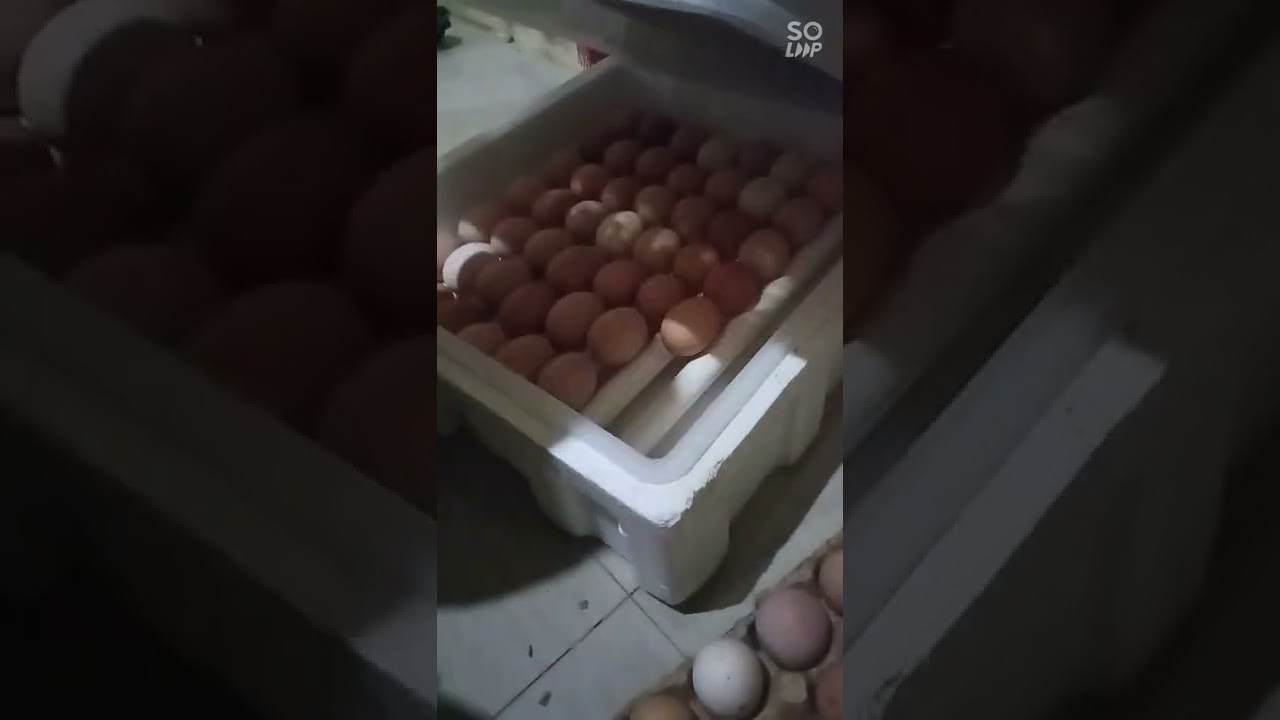 Loading fertile eggs,Incubator Type 48-200 fully automatic