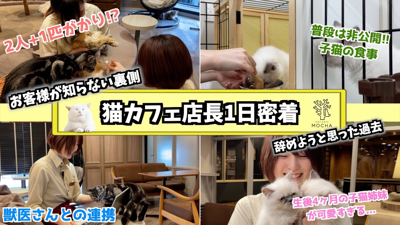 【1日密着】猫カフェ店長の仕事の裏側