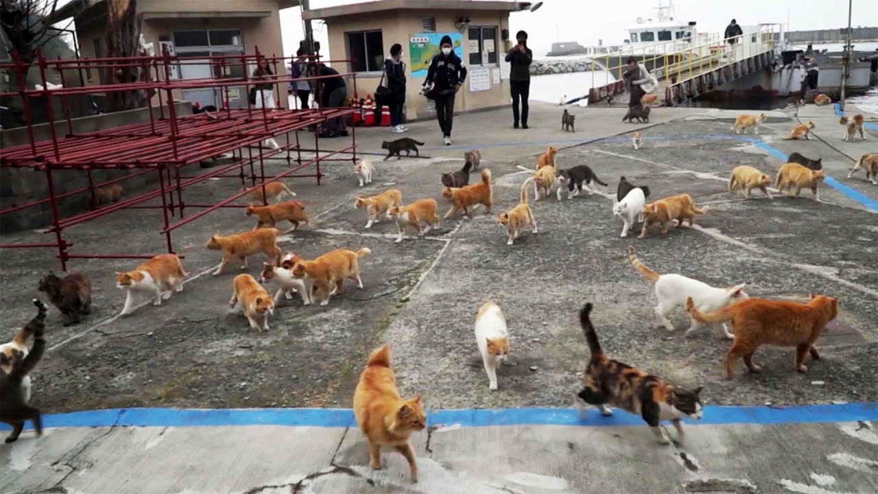Amazing Japanese Island Full Of Cats