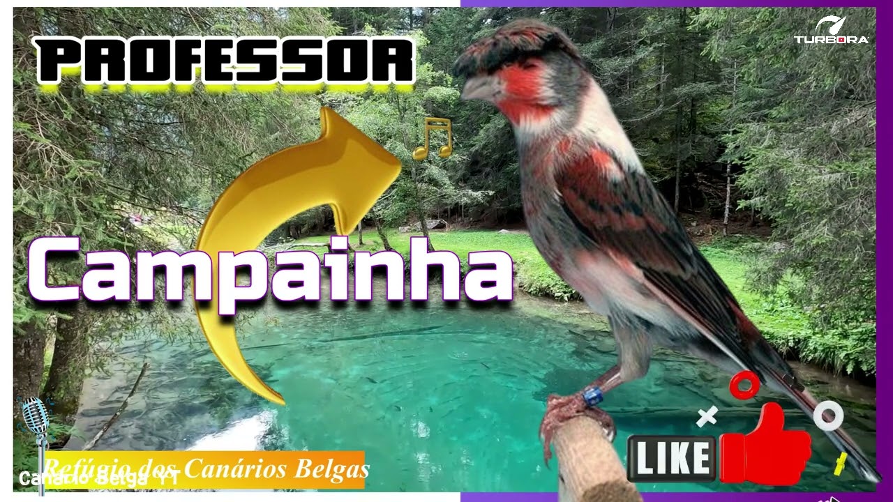 Can&aacute;rio Belga CANTO CAMPAINHA QUE ENCANTA!  Seu CANARY voltar&aacute; a CANTAR