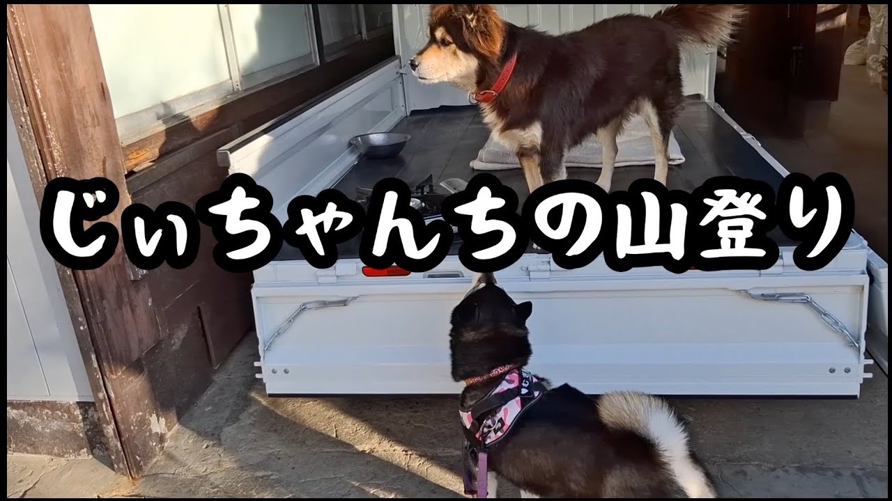 実家犬と一緒にじぃちゃんちの山を登る。