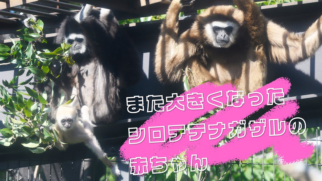 そろそろママから離れたい？シロテテナガザルの赤ちゃん【上野動物園】 Lar gibbon