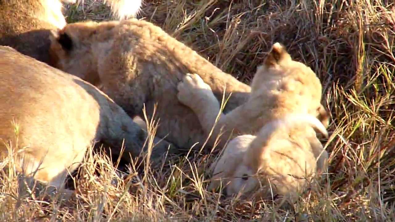 Lion Cub Bathtime