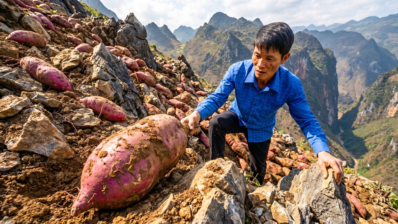 Harvesting 2000+KG of Wild Tubers and Transporting Them to the Market for Sale &ndash; Building a Farm