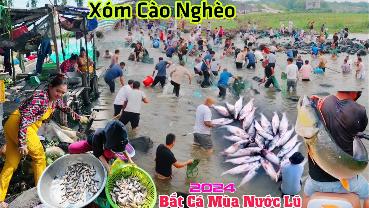 Mùa nước lũ 2024 vào xóm cào xem cá đồng, mê mẩn cảnh bắt cá lũ quét