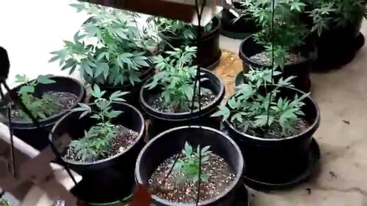 Cheapest Least Expensive way to Vegitate Your Marijuana Plants Save 75% $$$
