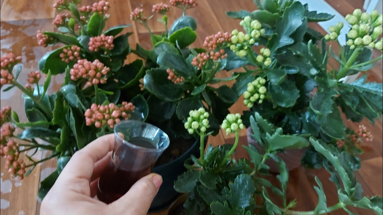 Köklerine Bunu Dökün Açmayan Kalanşolar Anında Çiçek Açıyor Bol Yavru Veriyor 