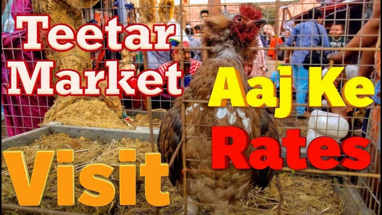 Black Teetar female voice | wild animals funny video | Teetar ki awaz | Teetar sound