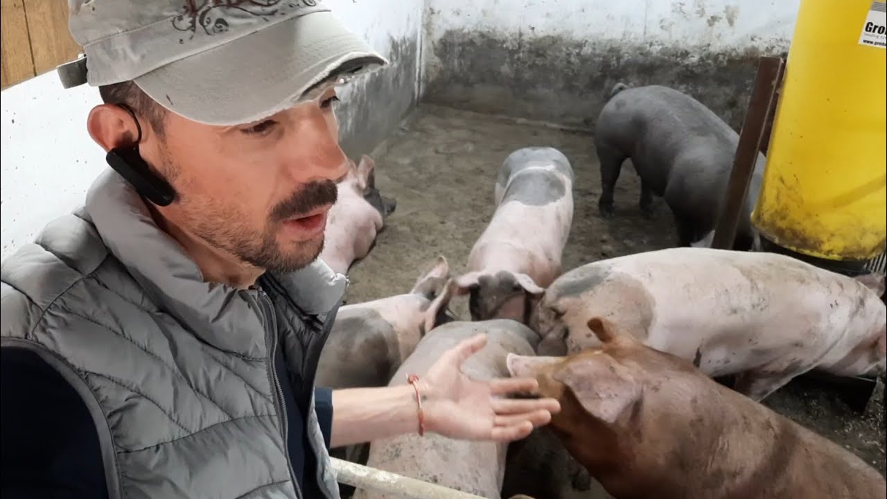 Яку кількість свиней тримати,щоб заробляти❓️Хто заробляє❓️Хто тримає чи реалізує‼️