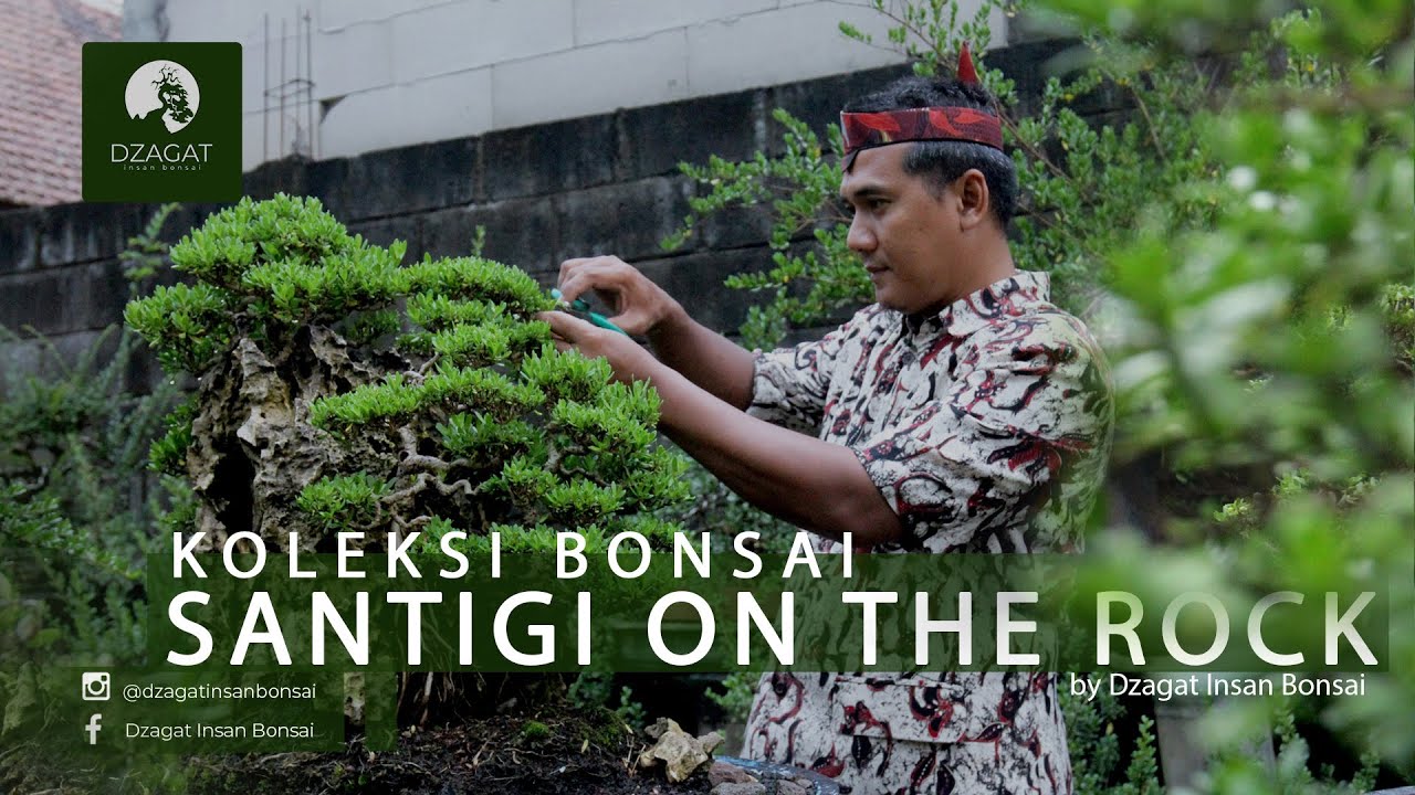 Koleksi Bonsai Santigi On The Rock Dzagat Insan Bonsai