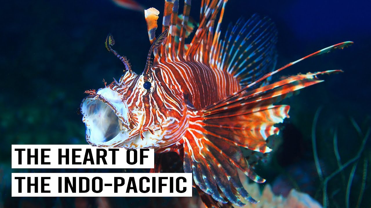 The Strange Wildlife of the Sulu Sea