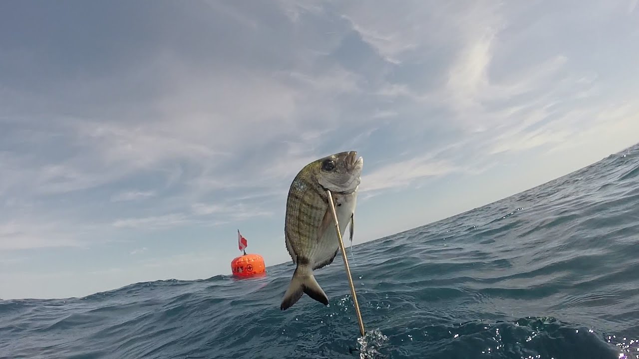 Chasse sous - marine dans le Var  mois de Juillet 2025
