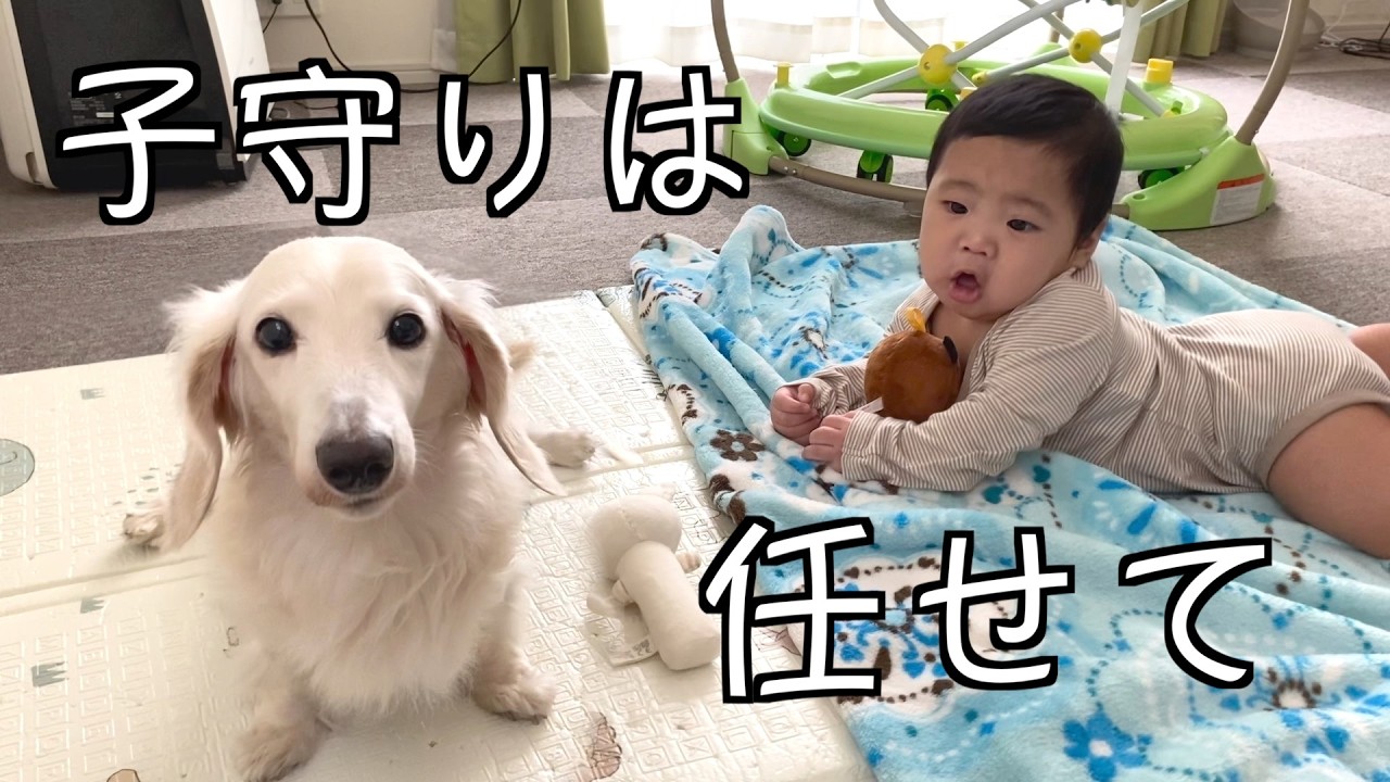 赤ちゃんと元保護犬の微笑ましいやり取りが癒しすぎた【一緒にごはんタイム♪】
