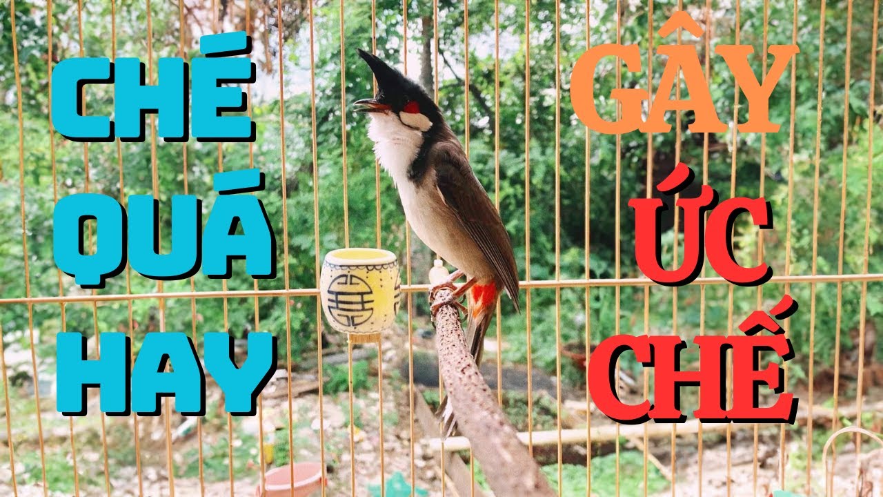 Kích Chào Mào CHÉ | Chào Mào RO Kích Ché, Cách Luyện Chào Mào Hót Căng Lửa, Chào Mào Rò Kích Trống