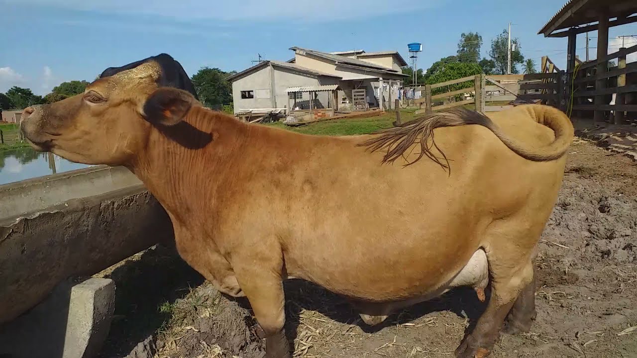 mini vaca. vaca leiteira. 10 litros por dia. gado sadio. gado leiteiro. gade de cria