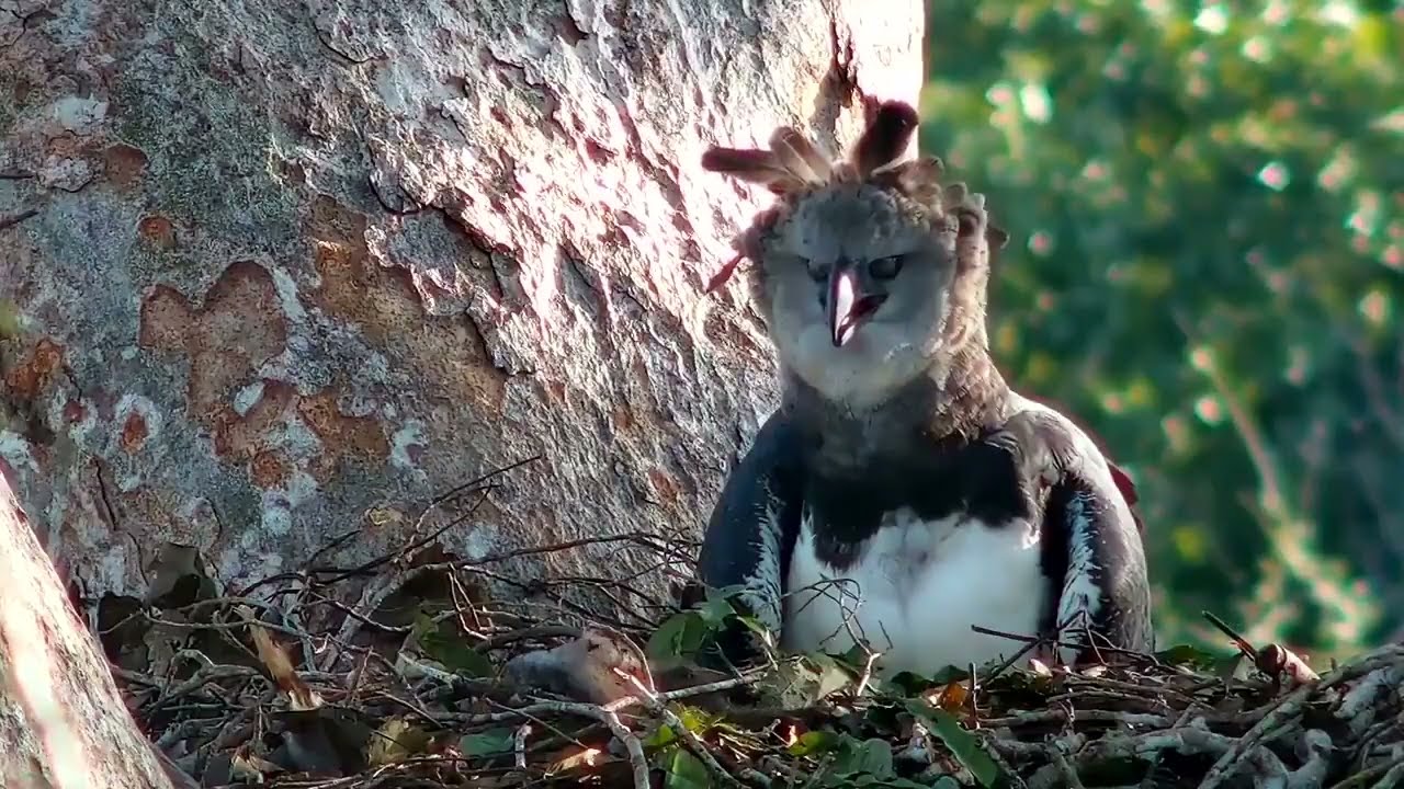 Harpy Eagle (Harpia harpyja)