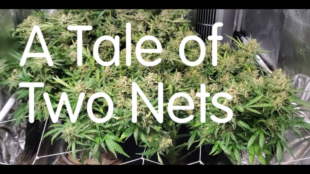 Building a Better Screen of Green [SCRoG +]