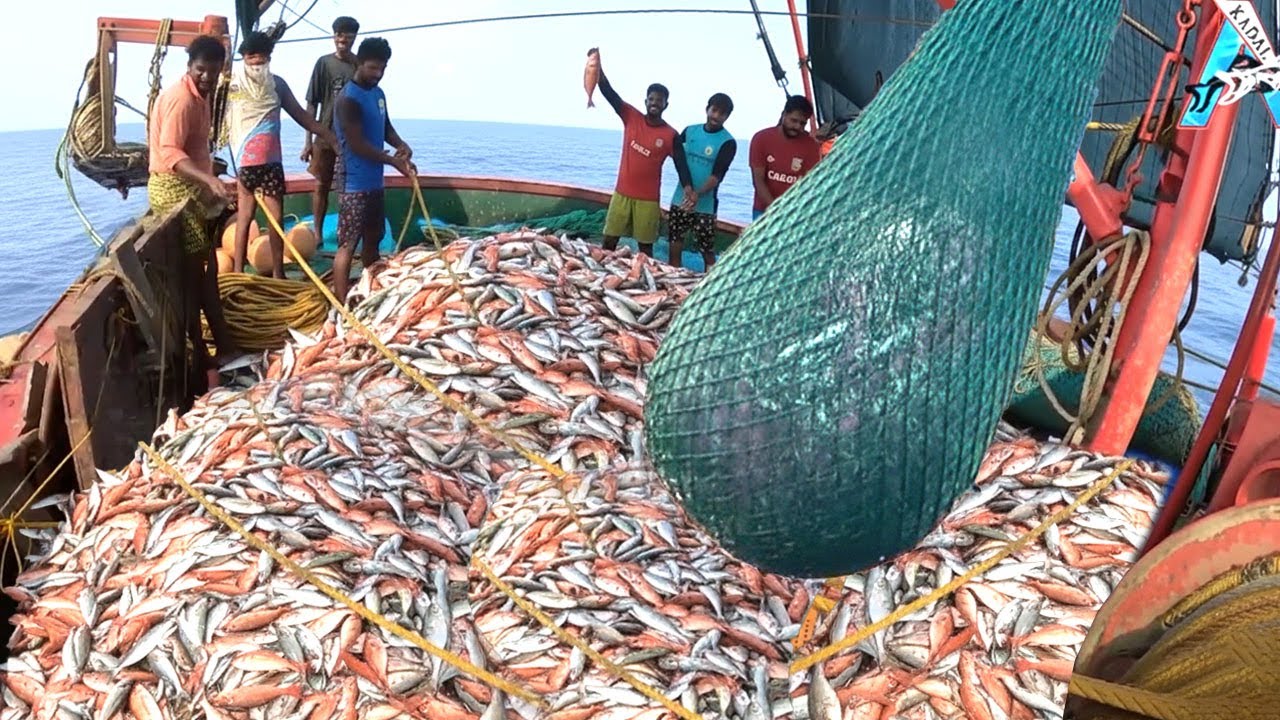 INCREDIBLE CATCH 🤩 Boat Filled with PINK PERCH Fish 🐟 @KadalTv