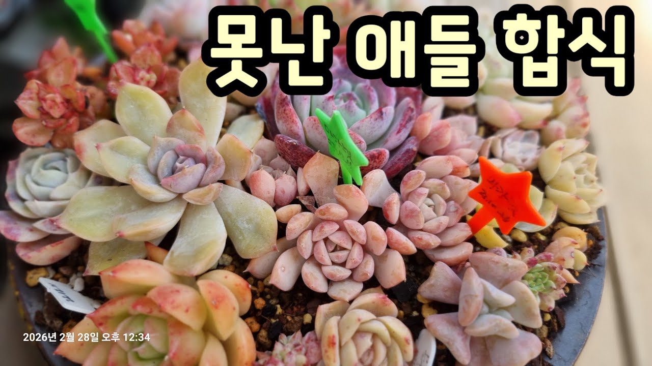 못난이 다육이들 합식해요
