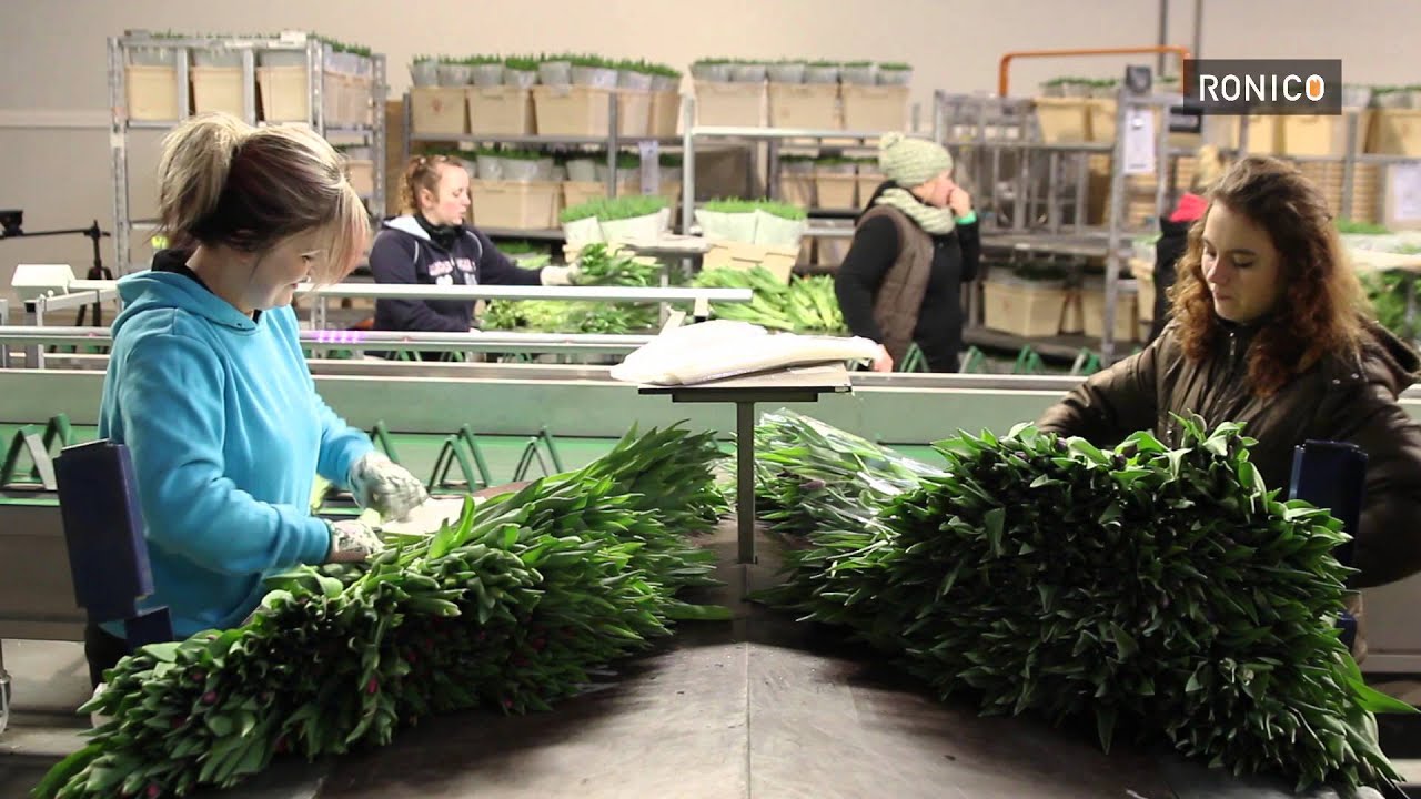 Ronico Verpakkingsproces