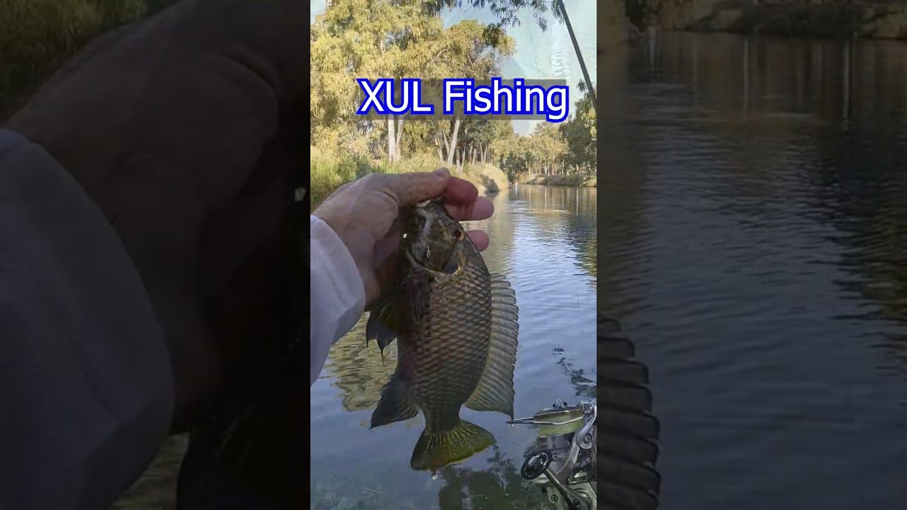 מושט גדול בדיג XUL בירקון  🐟 Extra Ultralight (XUL) fishing for Tilapia in the Yarkon