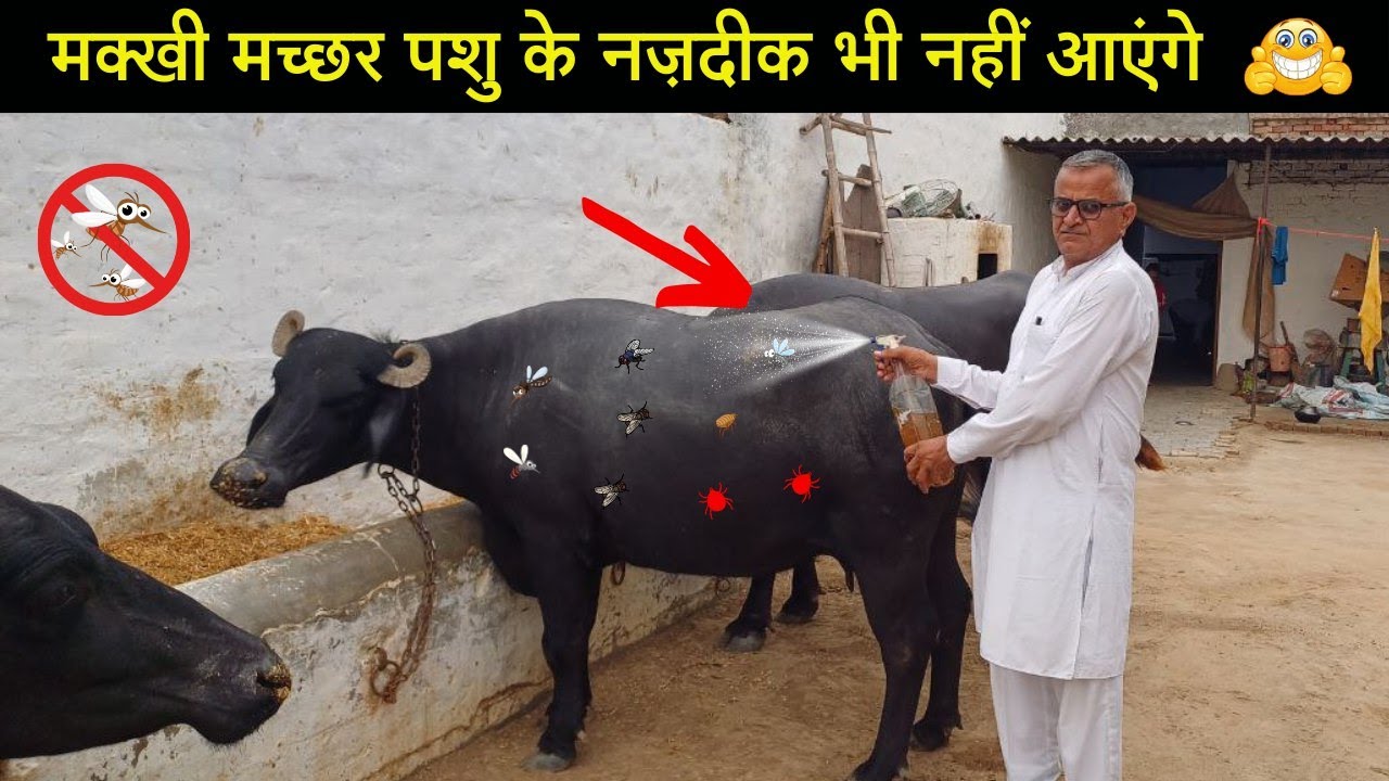 गाय भैंस को मक्खी मच्छर काटते हैं क्या करें | Gay Bhains ko Makhi Machar se kaise bachaye